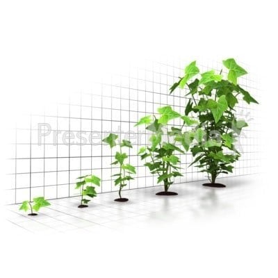 Organic Growth Strategies for Start-ups
